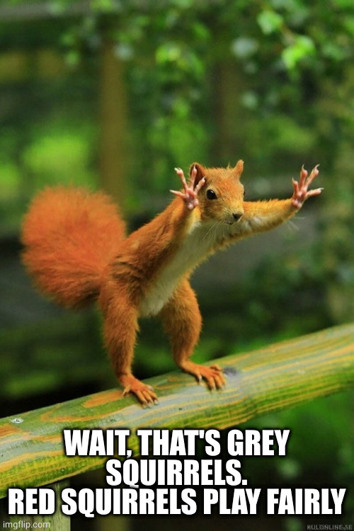 Wait a Minute Squirrel | WAIT, THAT'S GREY SQUIRRELS.
RED SQUIRRELS PLAY FAIRLY | image tagged in wait a minute squirrel | made w/ Imgflip meme maker