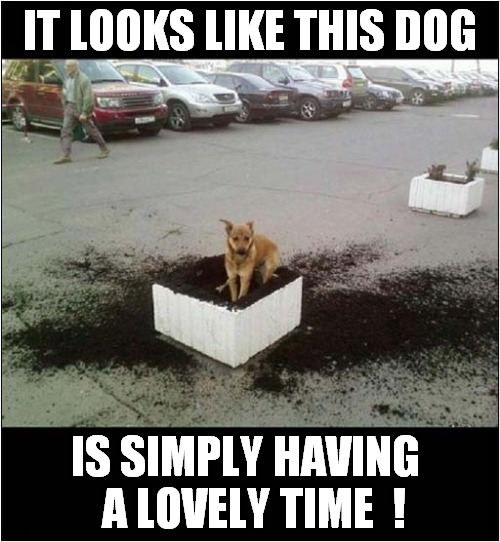 Ruined By Dogs ! | IT LOOKS LIKE THIS DOG; IS SIMPLY HAVING   A LOVELY TIME  ! | image tagged in dogs,ruin,destruction,plants | made w/ Imgflip meme maker