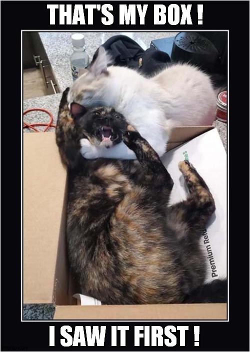 Typical Cat Behaviour ! | THAT'S MY BOX ! I SAW IT FIRST ! | image tagged in cats,behaviour,possession,boxes | made w/ Imgflip meme maker