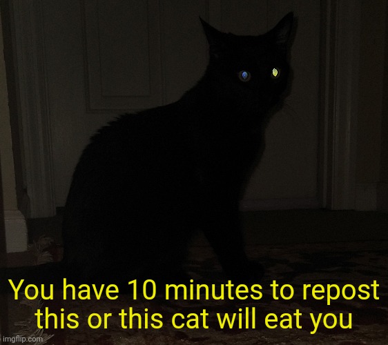 You have 10 minutes to repost this or this cat will eat you | made w/ Imgflip meme maker