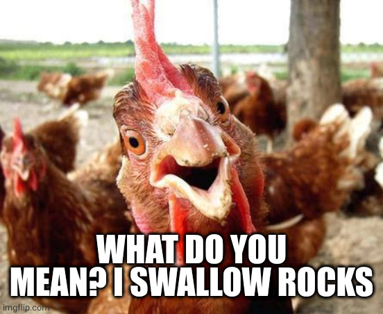 Chicken | WHAT DO YOU MEAN? I SWALLOW ROCKS | image tagged in chicken | made w/ Imgflip meme maker