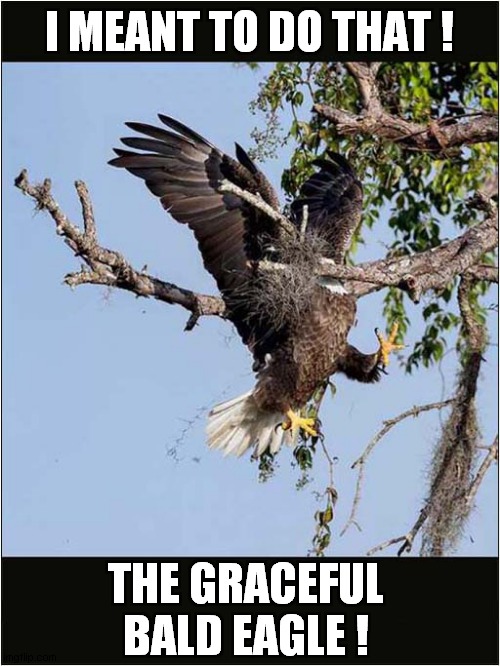 Crash Landing ! | I MEANT TO DO THAT ! THE GRACEFUL BALD EAGLE ! | image tagged in fun,bald eagle,crash landing,denial | made w/ Imgflip meme maker