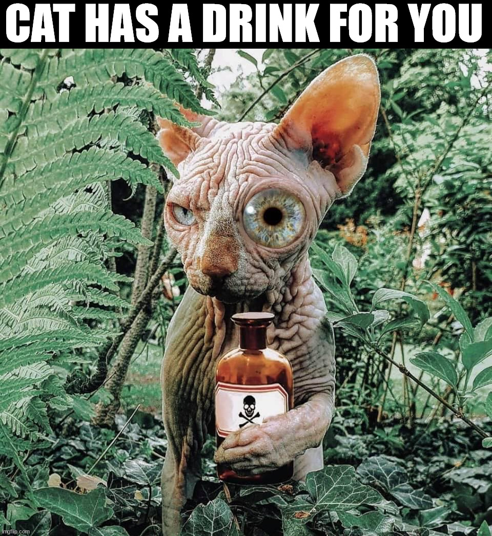 CAT HAS A DRINK FOR YOU | image tagged in cursed image | made w/ Imgflip meme maker