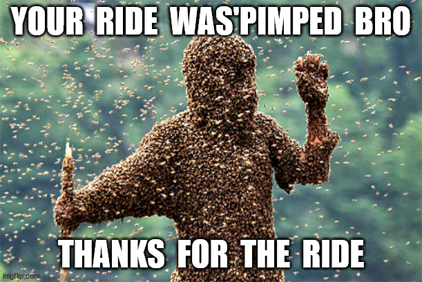 The back seat was a little stingky | YOUR  RIDE  WAS'PIMPED  BRO; THANKS  FOR  THE  RIDE | image tagged in wasps | made w/ Imgflip meme maker