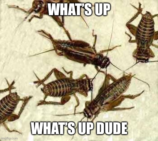 Crickets | WHAT’S UP WHAT’S UP DUDE | image tagged in crickets | made w/ Imgflip meme maker