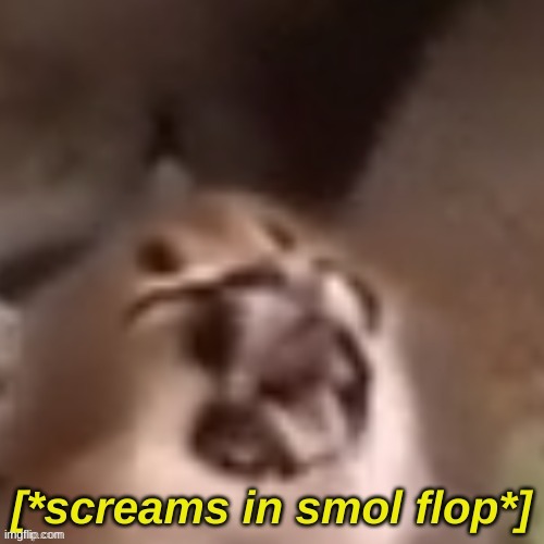https://imgflip.com/memegenerator/387062210/screams-in-smol-flop | image tagged in screams in smol flop | made w/ Imgflip meme maker