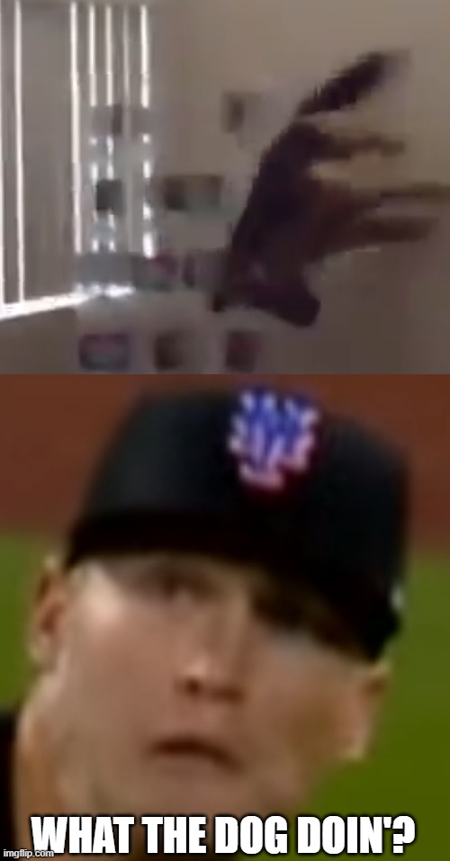 What the dog doin' (Brandon Nimmo fielding face) | WHAT THE DOG DOIN'? | image tagged in what the dog doin | made w/ Imgflip meme maker