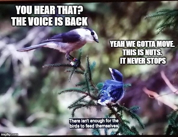 There isn't enough for the birds | YOU HEAR THAT? THE VOICE IS BACK; YEAH WE GOTTA MOVE. 
THIS IS NUTS. 
IT NEVER STOPS | image tagged in there isn't enough for the birds | made w/ Imgflip meme maker