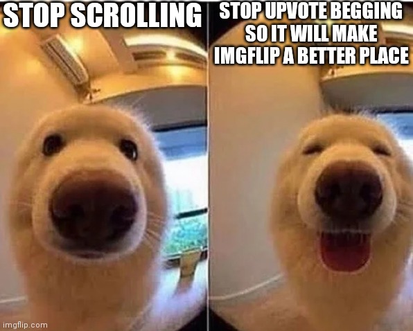 wholesome doggo |  STOP SCROLLING; STOP UPVOTE BEGGING SO IT WILL MAKE IMGFLIP A BETTER PLACE | image tagged in wholesome doggo,stop upvote beg,lol,please | made w/ Imgflip meme maker