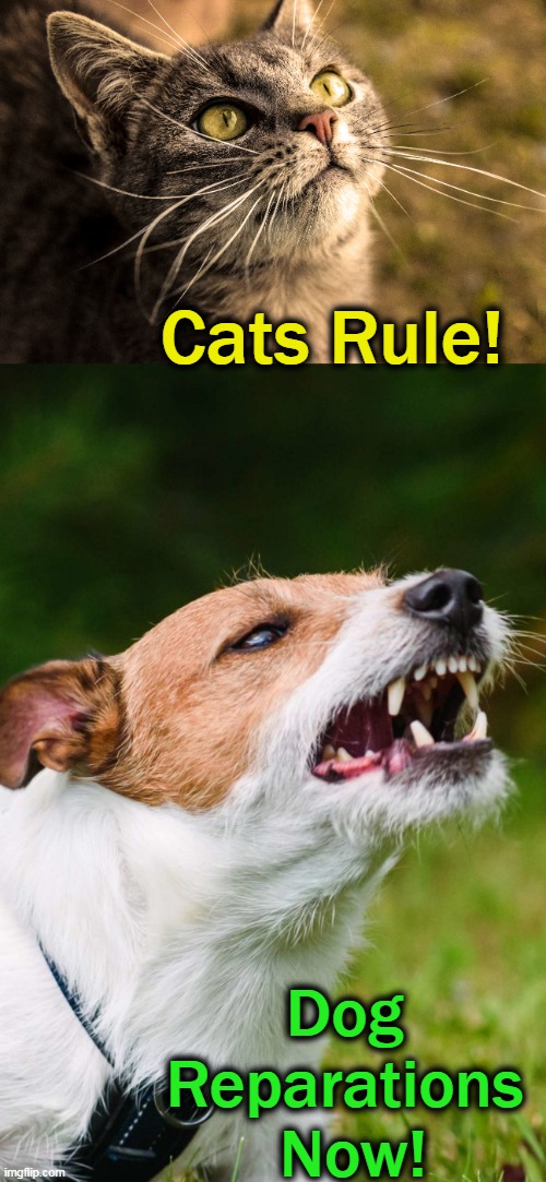 Cats Rule! Dog 
Reparations 
Now! | made w/ Imgflip meme maker