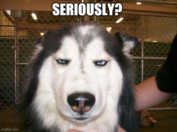 seriously_husky | SERIOUSLY? | image tagged in seriously_husky | made w/ Imgflip meme maker