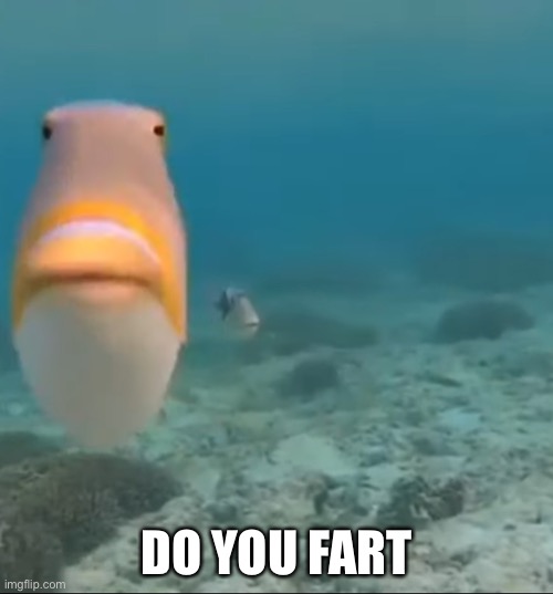 Meme remake | DO YOU FART | image tagged in funny meme | made w/ Imgflip meme maker
