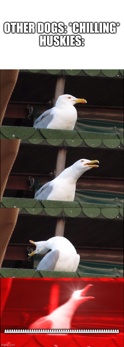 Inhaling Seagull Meme | OTHER DOGS: *CHILLING*
HUSKIES:; AAAAAAAAAAAAAAAAAAAAAAAAAAAAAAAAAAAAAAAAAAAAAAAAAAA | image tagged in memes,inhaling seagull,husky | made w/ Imgflip meme maker