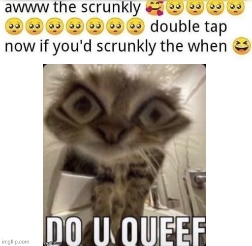 new temp | image tagged in awww the skrunkly,do you queef cat | made w/ Imgflip meme maker