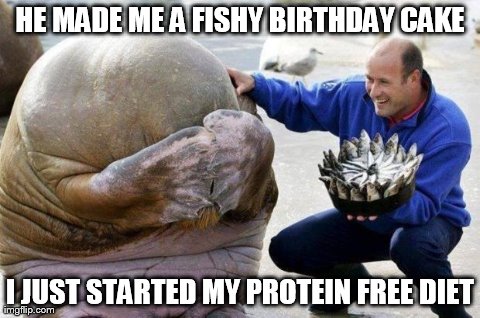 HE MADE ME A FISHY BIRTHDAY CAKE I JUST STARTED MY PROTEIN FREE DIET | image tagged in walrus | made w/ Imgflip meme maker