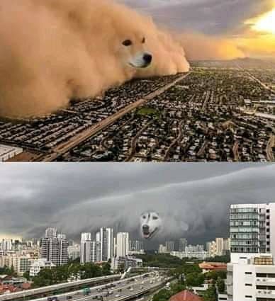 dog dust storm Blank Meme Template