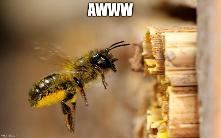 Bee | AWWW | image tagged in bee | made w/ Imgflip meme maker