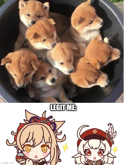 PUPPIES AWWWW OMG (also, I drew the drawing of Yoimiya and Klee at the bottom!) | LEGIT ME: | image tagged in cute puppies,yoimya,klee,aww,genshin impact,puppies | made w/ Imgflip meme maker