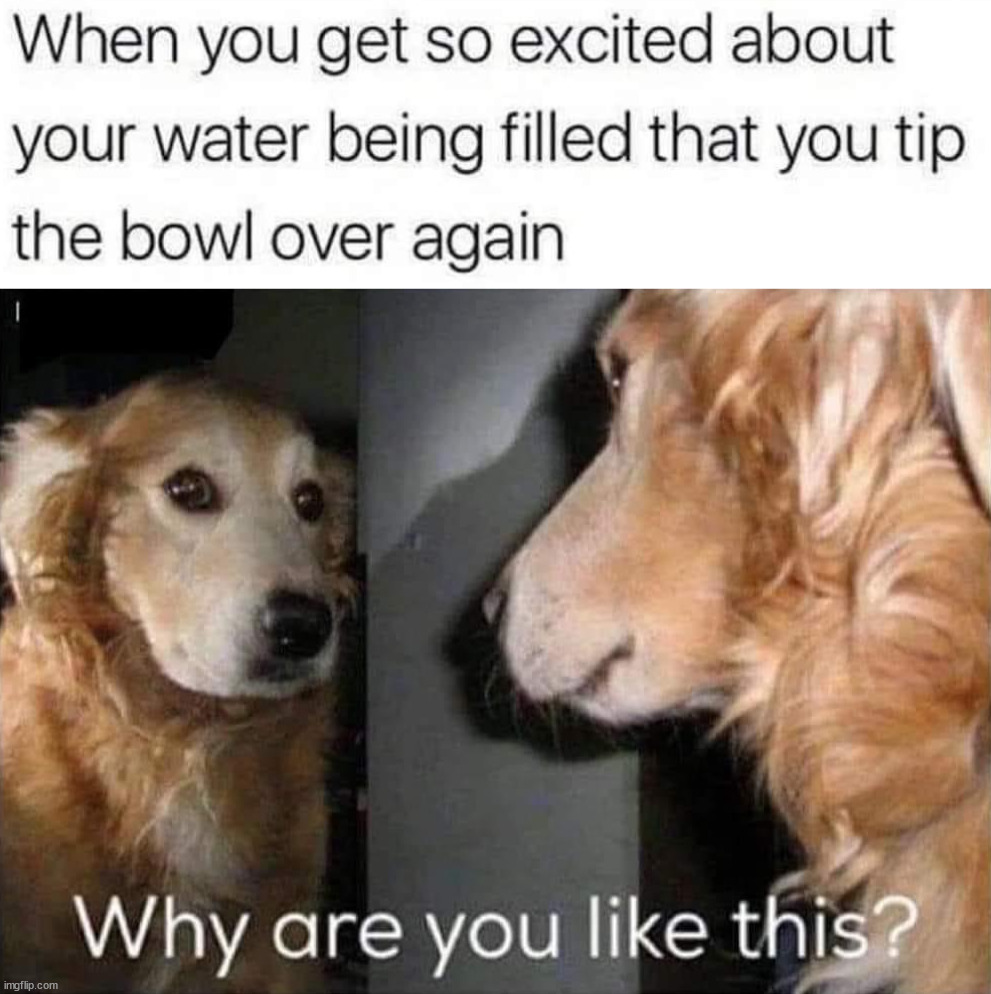 Image Tagged In Why Are You Like This dogs Imgflip