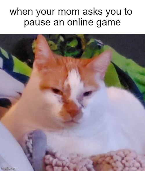 Albort WHAT | when your mom asks you to 
pause an online game | image tagged in albert the cat,doms cat | made w/ Imgflip meme maker