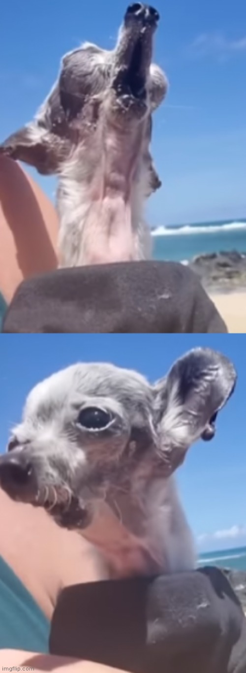 Dog | made w/ Imgflip meme maker