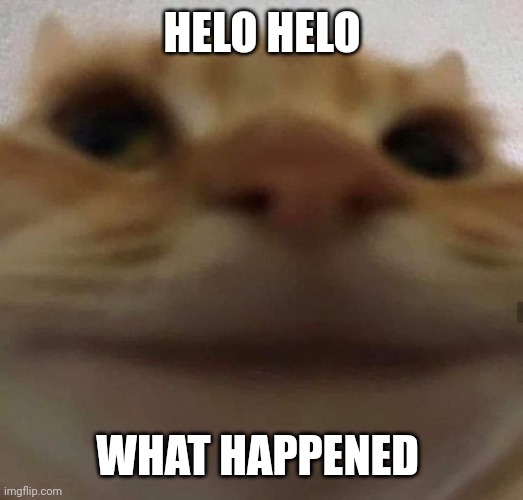 awkward cat | HELO HELO; WHAT HAPPENED | image tagged in awkward cat | made w/ Imgflip meme maker