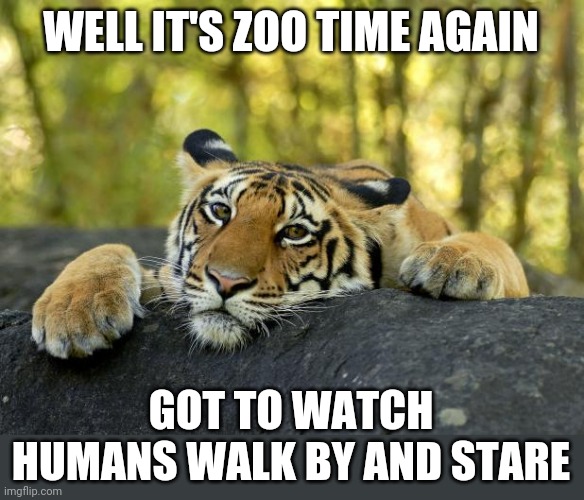 Time to go see the big cats at the zoo! | WELL IT'S ZOO TIME AGAIN; GOT TO WATCH HUMANS WALK BY AND STARE | image tagged in confession tiger,cat,big cat,tiger,zoo | made w/ Imgflip meme maker