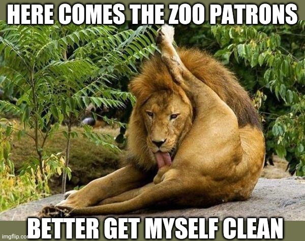 Who's ready for the zoo? | HERE COMES THE ZOO PATRONS; BETTER GET MYSELF CLEAN | image tagged in lion licking balls,zoo,lion,cat,big cat | made w/ Imgflip meme maker