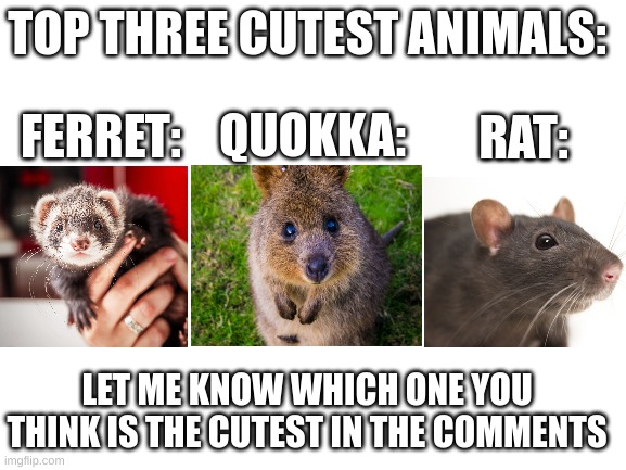 Blank White Template | TOP THREE CUTEST ANIMALS:; QUOKKA:; RAT:; FERRET:; LET ME KNOW WHICH ONE YOU THINK IS THE CUTEST IN THE COMMENTS | image tagged in blank white template,cute,aww,so cute | made w/ Imgflip meme maker