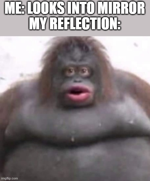 I am lemonke | ME: LOOKS INTO MIRROR
MY REFLECTION: | image tagged in le monke,mirror,selfie,monke | made w/ Imgflip meme maker