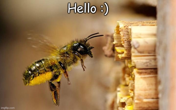 Bee | Hello :) | image tagged in bee | made w/ Imgflip meme maker