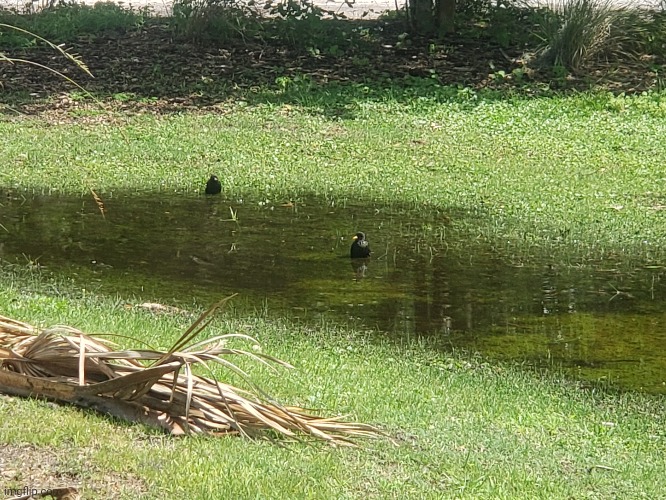 Birbs at golf | made w/ Imgflip meme maker