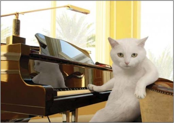 Any Requests ? | image tagged in cats,piano,any requests | made w/ Imgflip meme maker