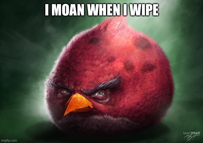 yes | I MOAN WHEN I WIPE | image tagged in 4k red bird,lol,angry birds,funny,random | made w/ Imgflip meme maker