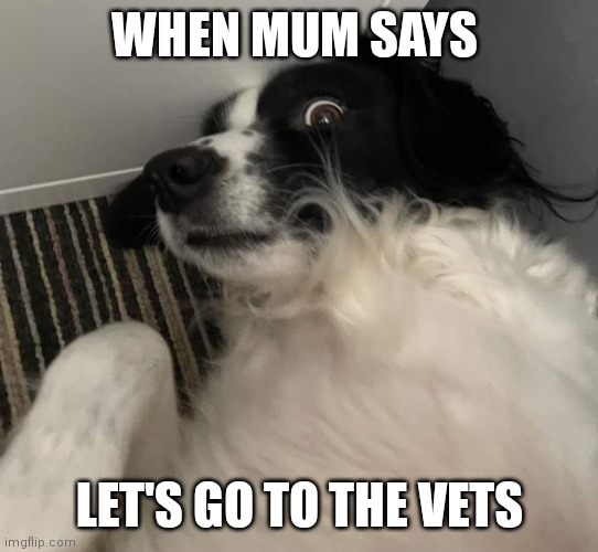 Vet | WHEN MUM SAYS; LET'S GO TO THE VETS | image tagged in vets,dogs | made w/ Imgflip meme maker