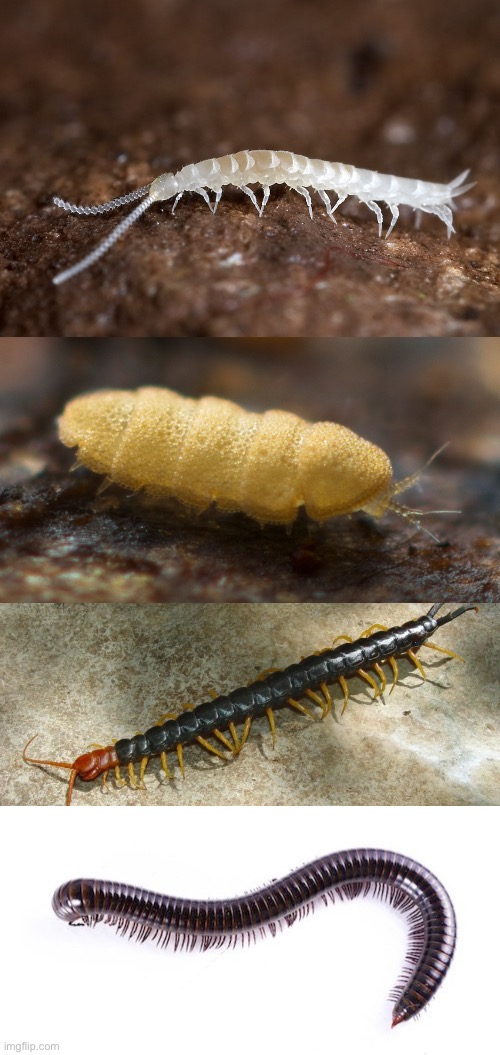 The 4 types of myriapods | made w/ Imgflip meme maker