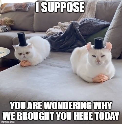 cats with hands and hats | I SUPPOSE; YOU ARE WONDERING WHY WE BROUGHT YOU HERE TODAY | image tagged in cats with hands and hats | made w/ Imgflip meme maker