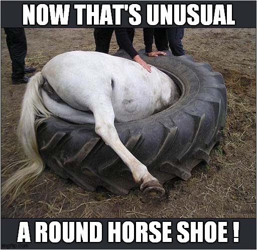 How Did The Horse End Up There ? | NOW THAT'S UNUSUAL; A ROUND HORSE SHOE ! | image tagged in horse,tyre,tire,horse shoe | made w/ Imgflip meme maker