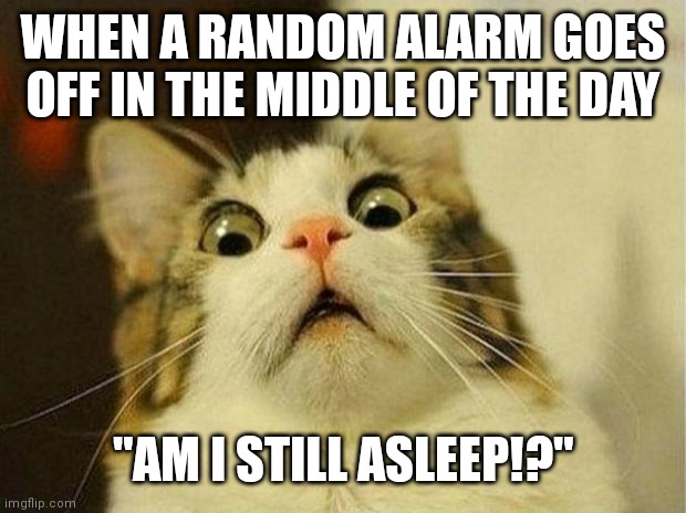 Bbbbrrrrriiiiinnnnnggggg!!!! | WHEN A RANDOM ALARM GOES OFF IN THE MIDDLE OF THE DAY; "AM I STILL ASLEEP!?" | image tagged in memes,scared cat | made w/ Imgflip meme maker
