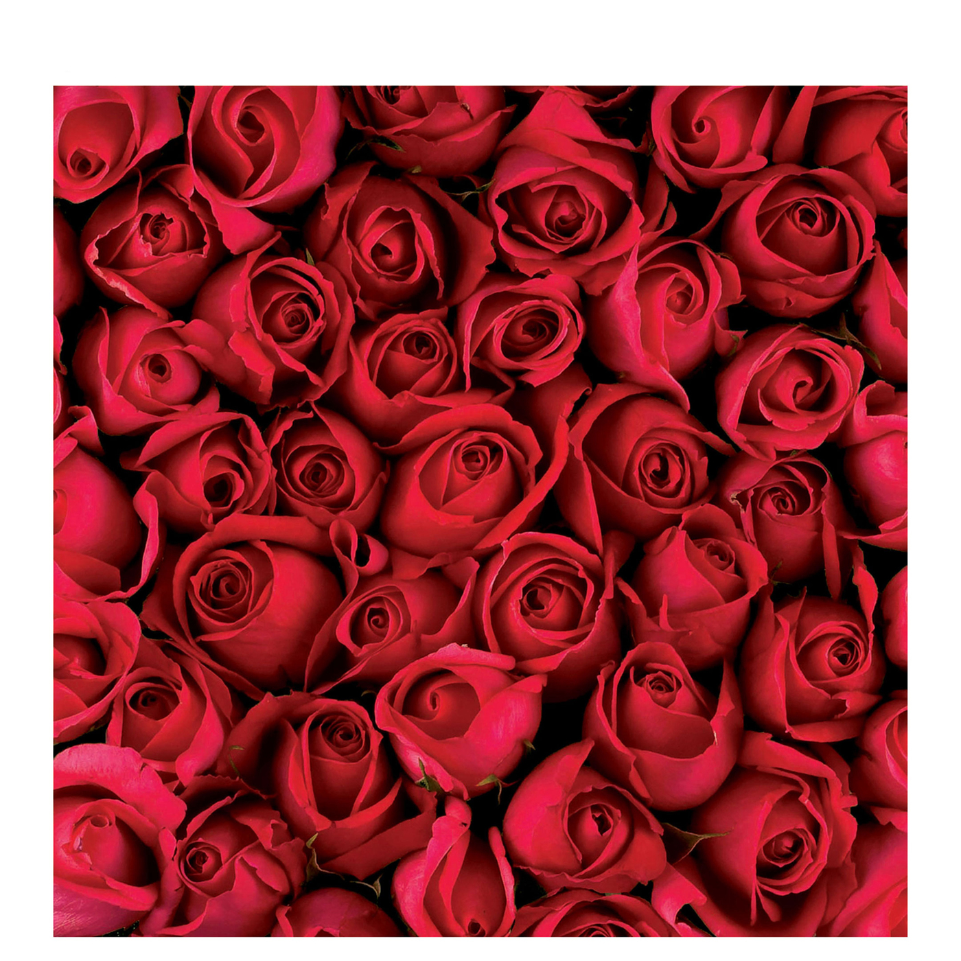 High Quality Red roses Blank Meme Template