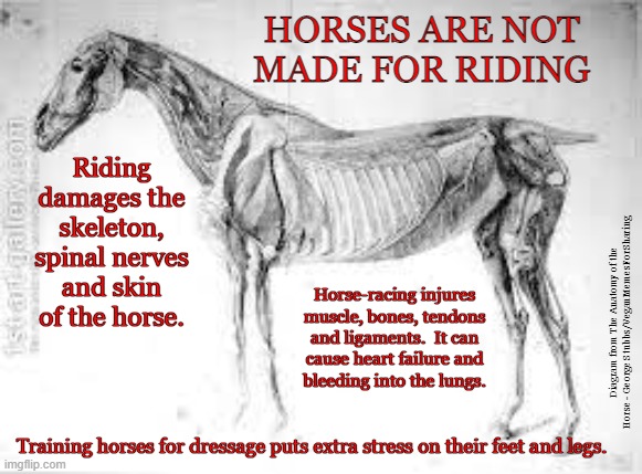 Horse Riding |  HORSES ARE NOT
MADE FOR RIDING; Riding damages the skeleton, spinal nerves and skin of the horse. Horse-racing injures muscle, bones, tendons and ligaments.  It can
cause heart failure and
bleeding into the lungs. Diagram from The Anatomy of the Horse - George Stubbs/VeganMemesForSharing; Training horses for dressage puts extra stress on their feet and legs. | image tagged in vegan,horse,pony,racing,horse jumping,riding | made w/ Imgflip meme maker