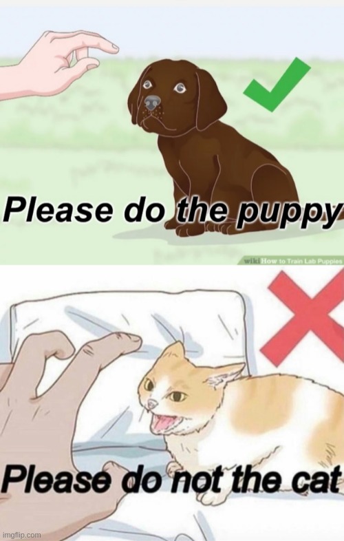 haha | image tagged in please do the puppy,please do not the cat | made w/ Imgflip meme maker