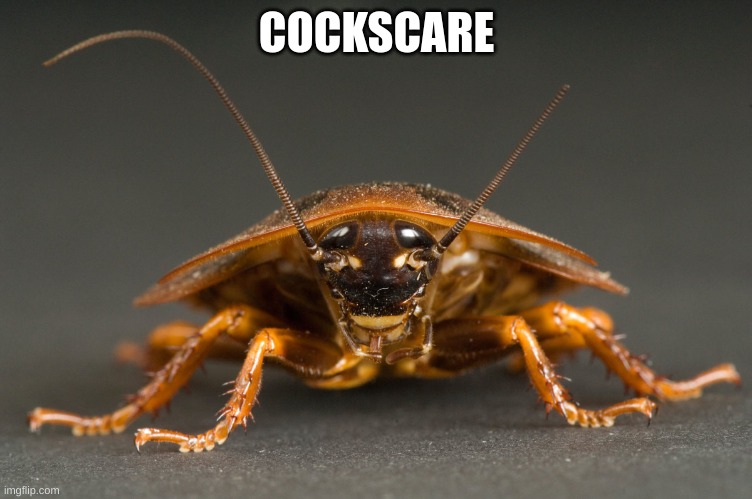 Cockroach | COCKSCARE | image tagged in cockroach | made w/ Imgflip meme maker