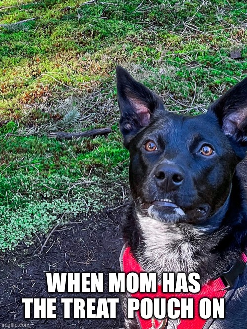 Dogs be like |  WHEN MOM HAS THE TREAT  POUCH ON | image tagged in dog,treats | made w/ Imgflip meme maker
