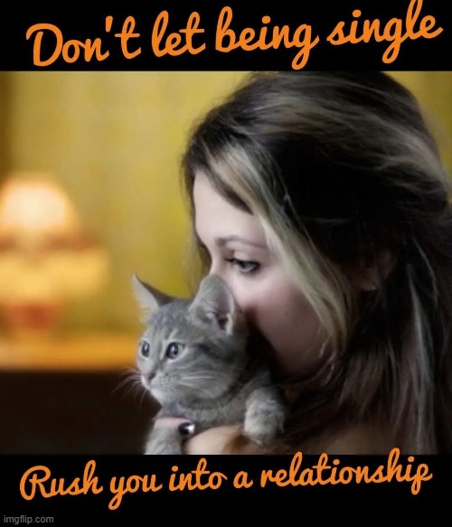 This #lolcat says it's okay to be single | image tagged in lolcat,single,single life,relationships | made w/ Imgflip meme maker