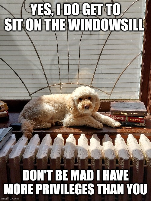 Special privileges | YES, I DO GET TO SIT ON THE WINDOWSILL; DON'T BE MAD I HAVE MORE PRIVILEGES THAN YOU | image tagged in memes,dog | made w/ Imgflip meme maker