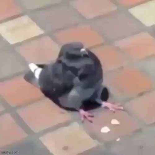pigeon sitting | image tagged in pigeon sitting | made w/ Imgflip meme maker
