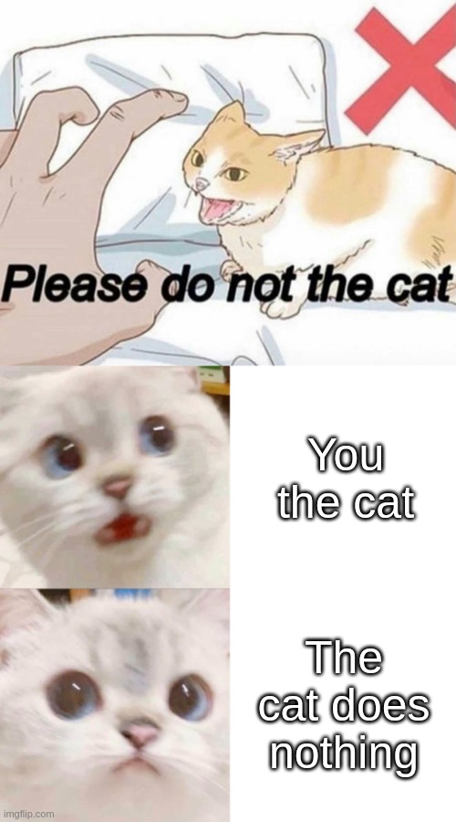 When you the cat & the cat does nothing (remember, please do not the cat) | You the cat; The cat does nothing | image tagged in please do not the cat | made w/ Imgflip meme maker