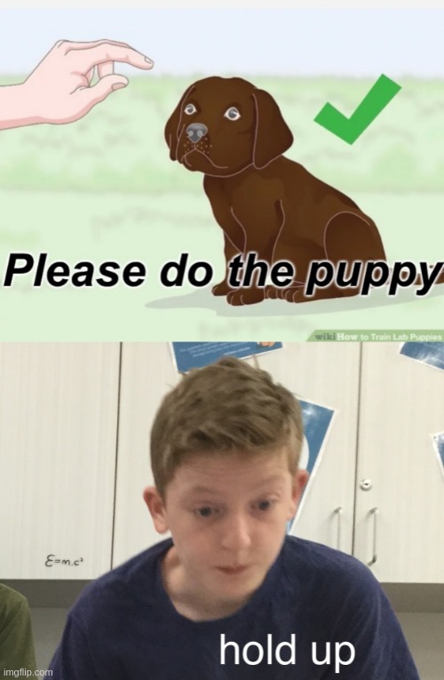 so you want us to do our puppies? | image tagged in please do the puppy,hold up harrison | made w/ Imgflip meme maker