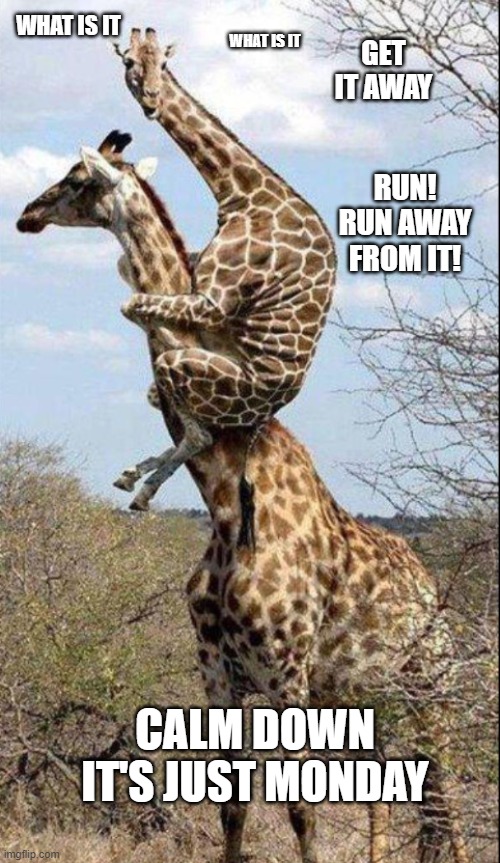 RUN IT'S MONDAY |  WHAT IS IT; WHAT IS IT; GET IT AWAY; RUN! RUN AWAY FROM IT! CALM DOWN IT'S JUST MONDAY | image tagged in monday | made w/ Imgflip meme maker